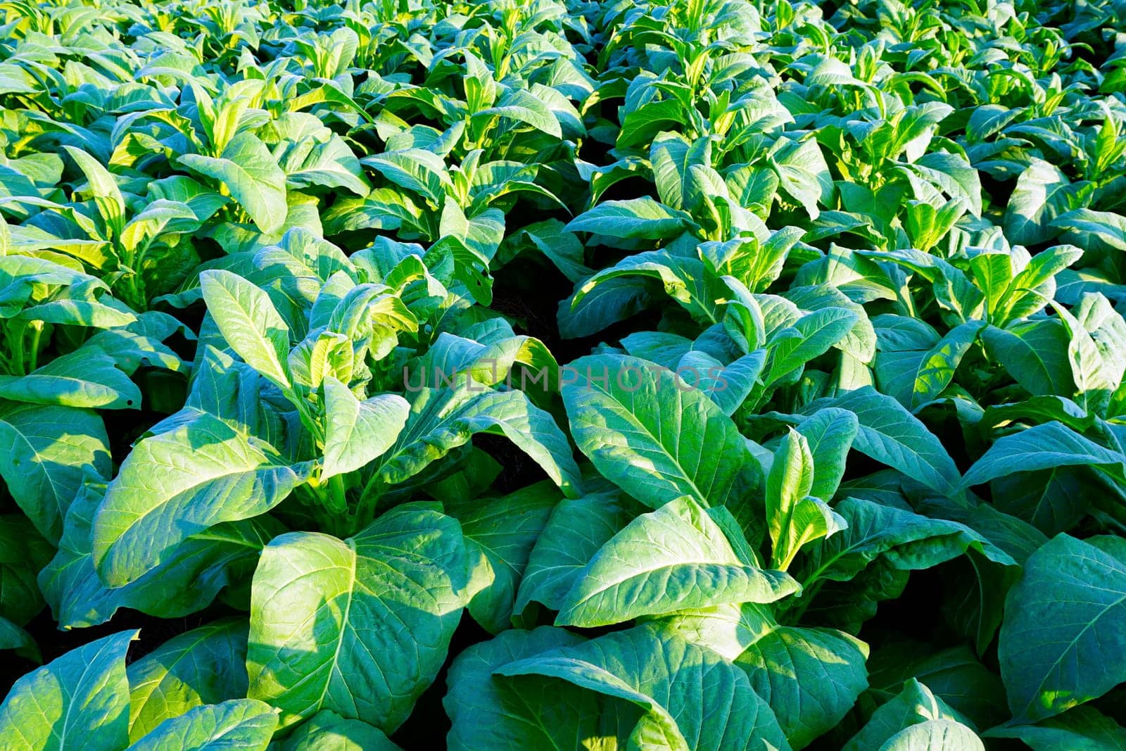closeup Tobacco farm agriculture harvest in thailand, asia