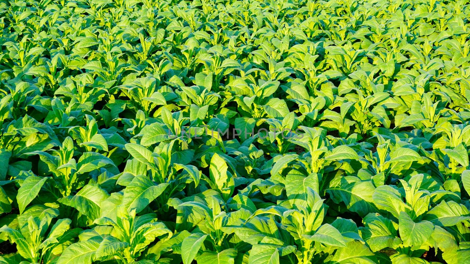 Tobacco farm agriculture harvest in thailand, asia