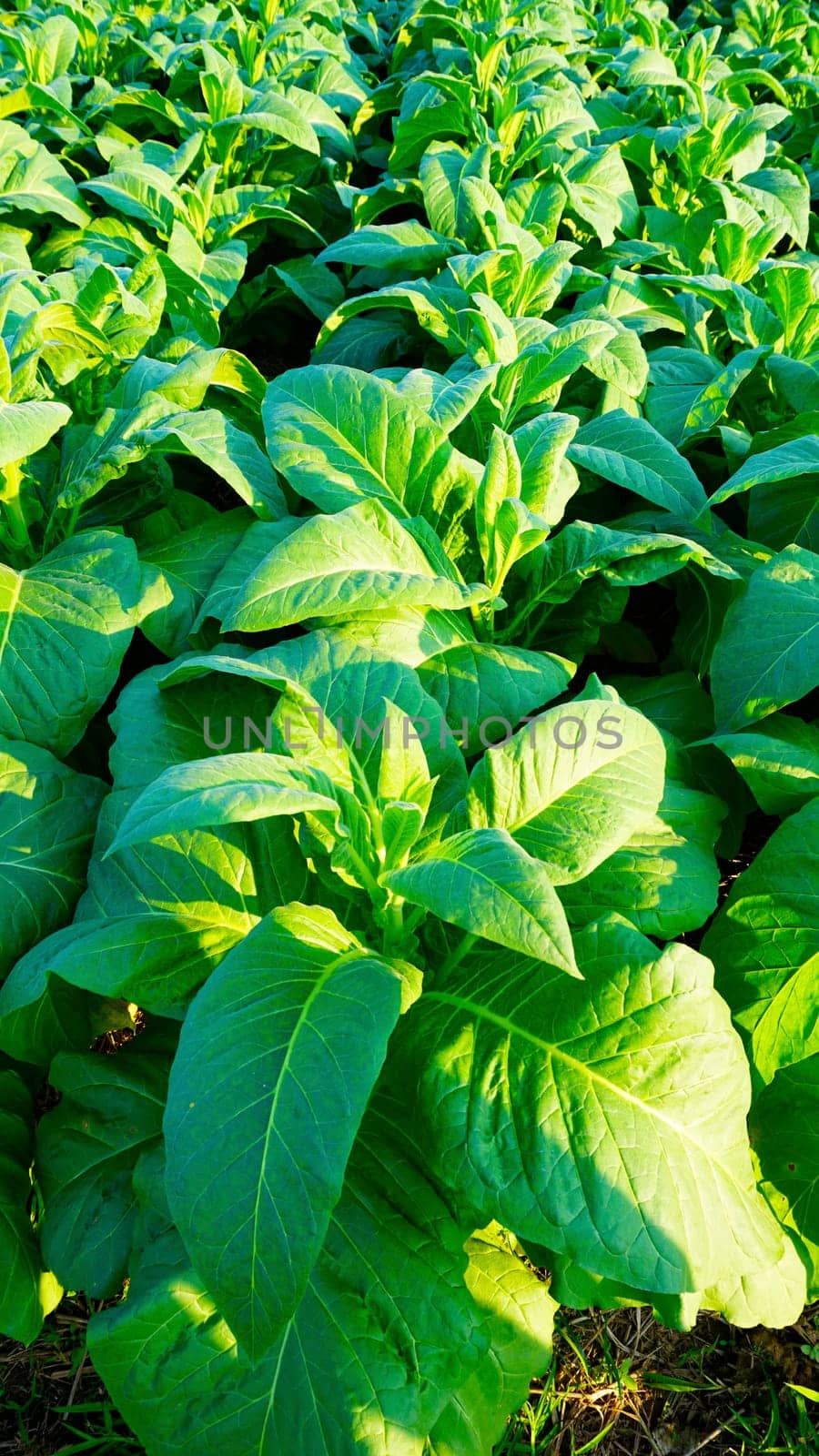 Tobacco farm agriculture harvest vertical in thailand, asia