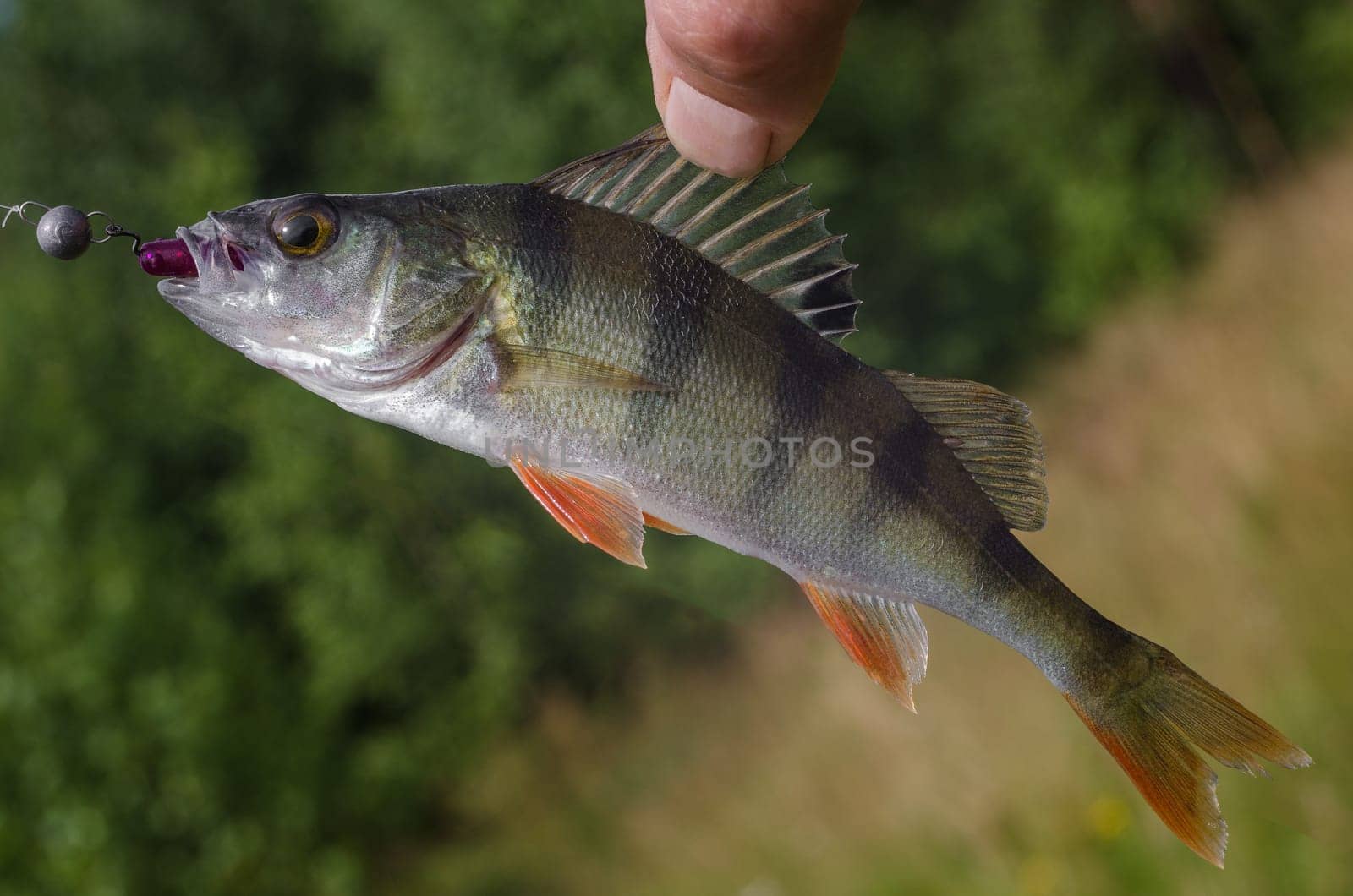 Perch on a spinning jig on the edible gum in the hands of the fisherman