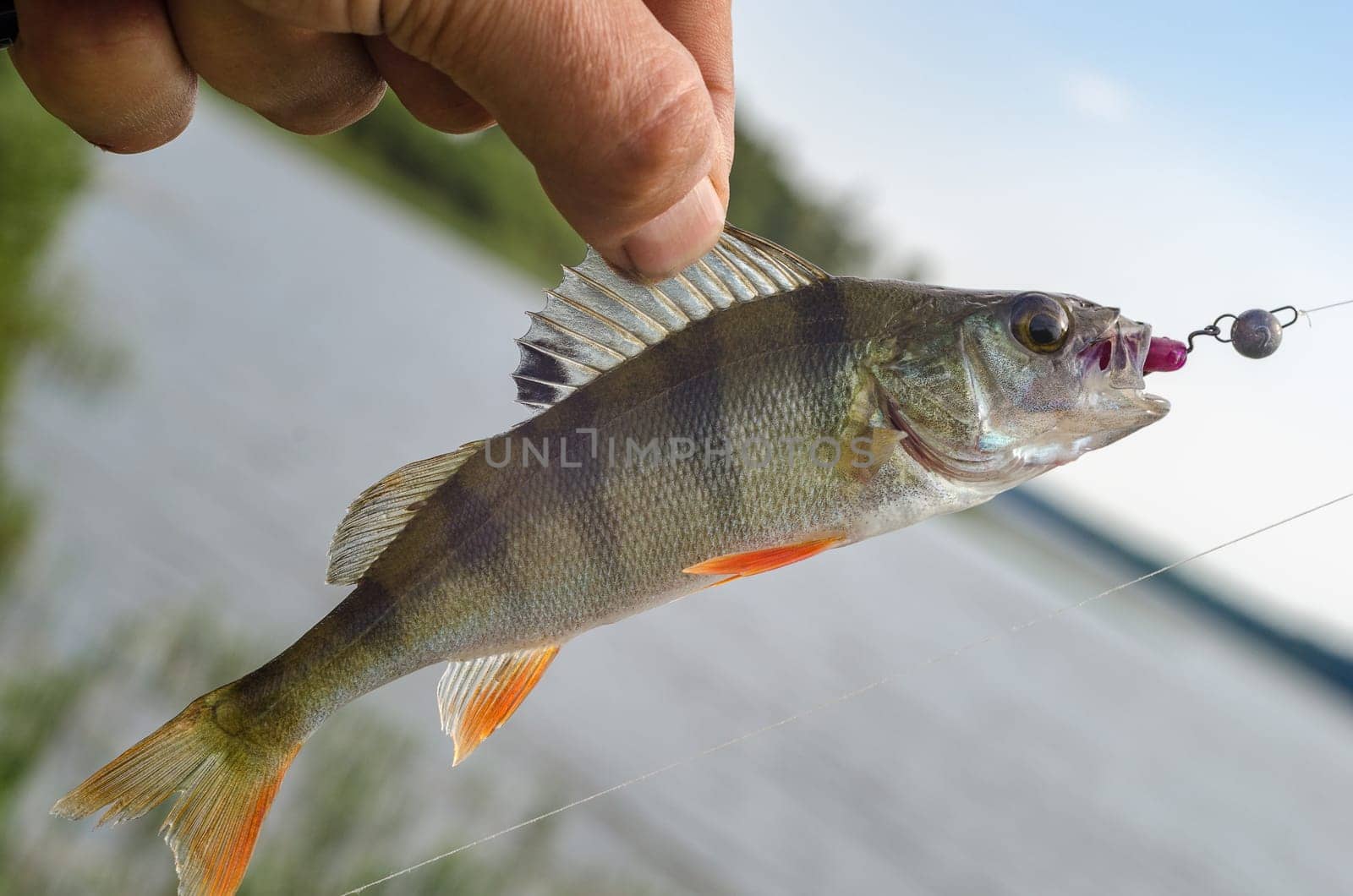 Perch on a spinning jig on the edible gum in the hands of the fisherman