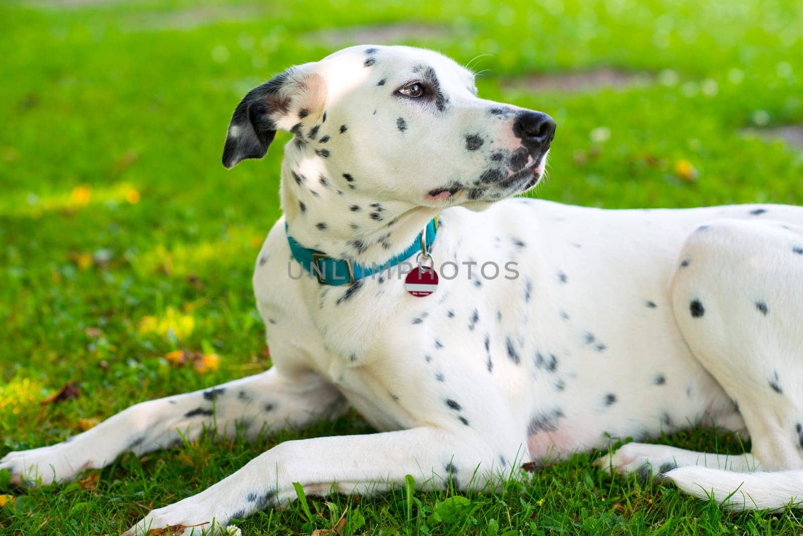 young Dalmatian dog in front of nature background