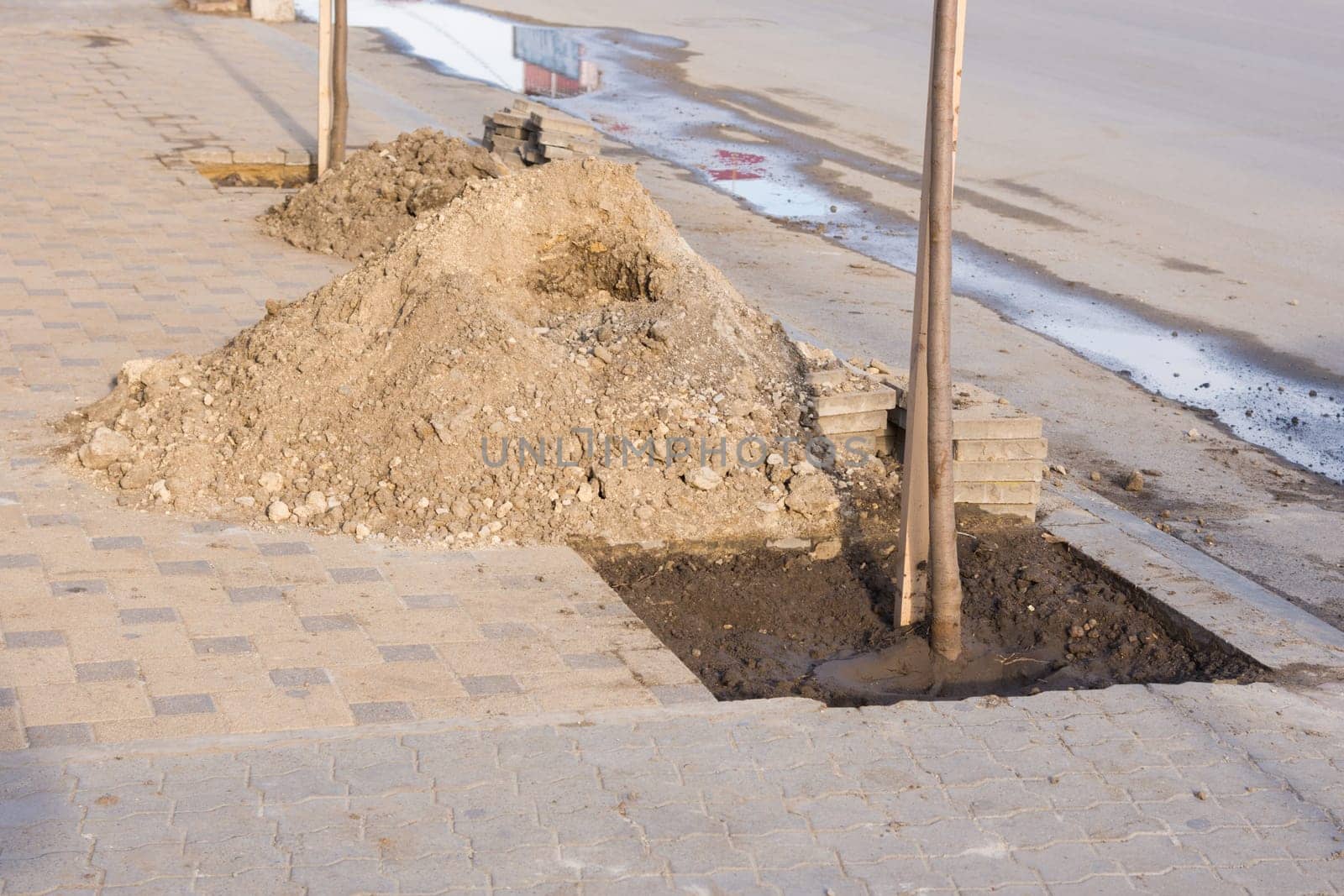 seedlings of trees along the road for landscaping