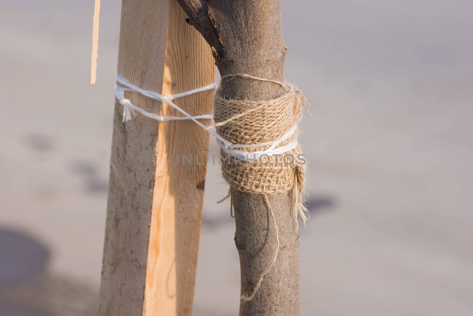Garter sapling tree with a rope to a wooden bar
