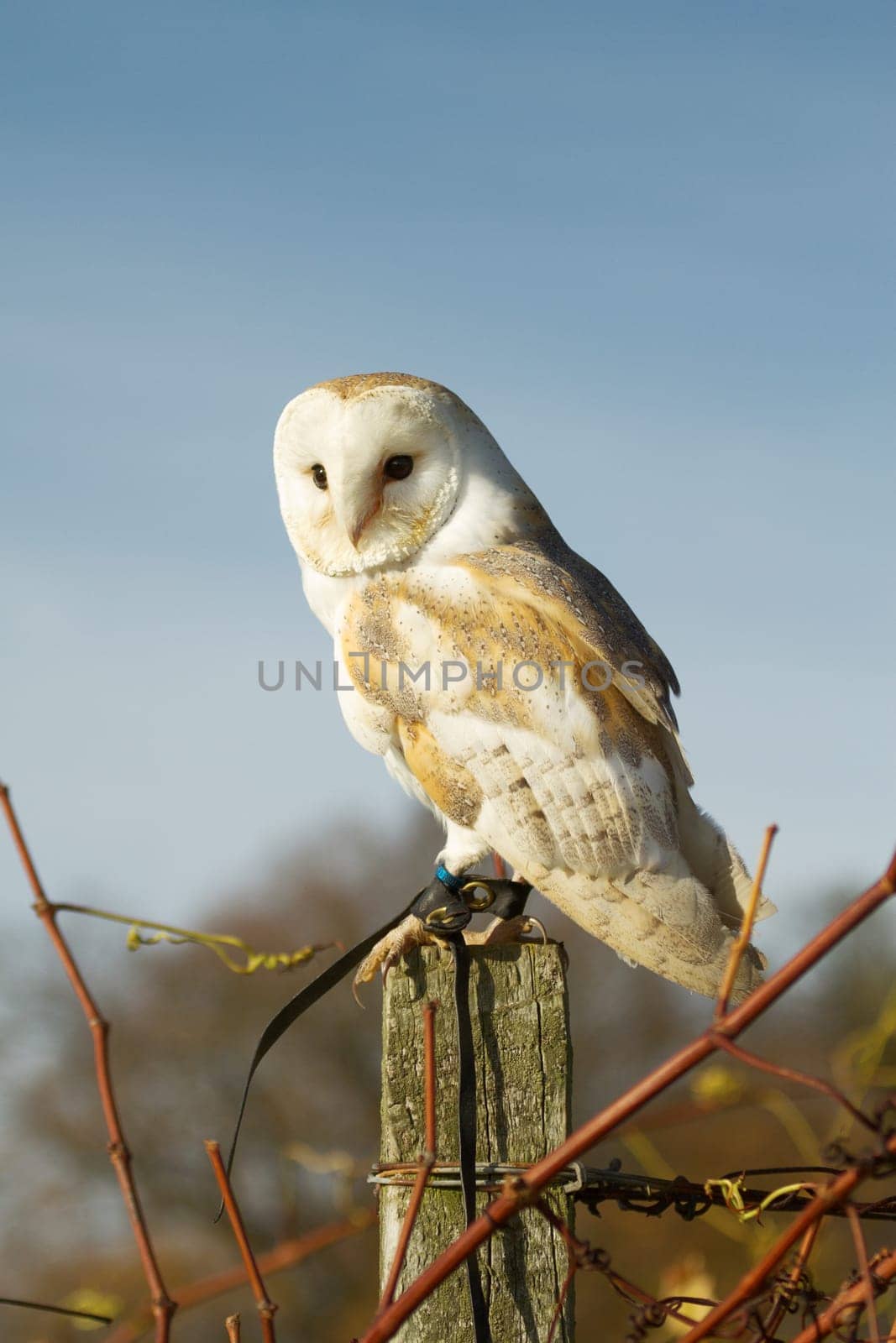 Beautiful Barn Owl on a Post During Sunset.