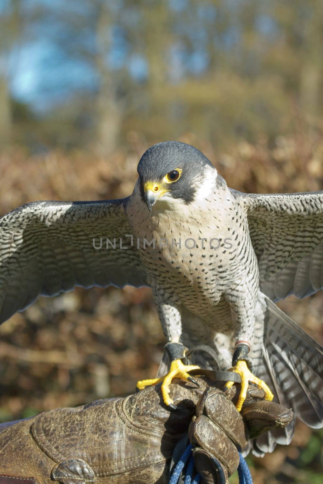 Trained Peregrine Falcon (Falco peregrinus), used in the sport of falconry, stands perched on the trainer's gloved hand.