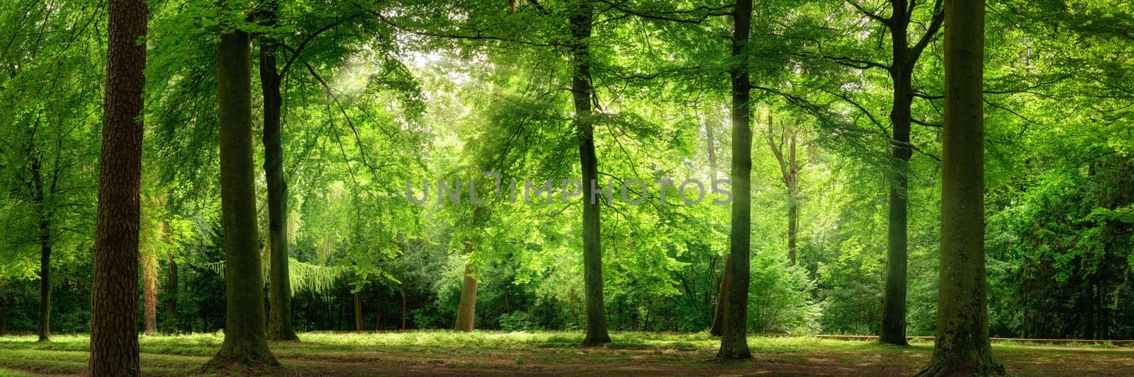 Fresh green trees in a beech forest with dreamy soft light,panorama format