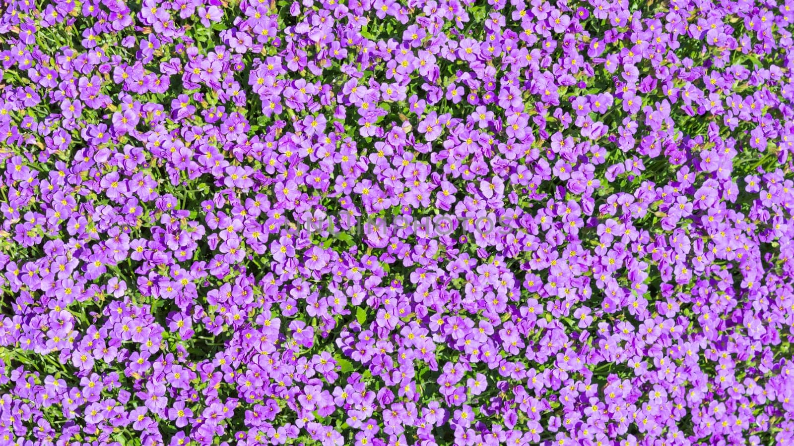 Floral background sunlight glade with a lot of small purple Aubrieta flowers