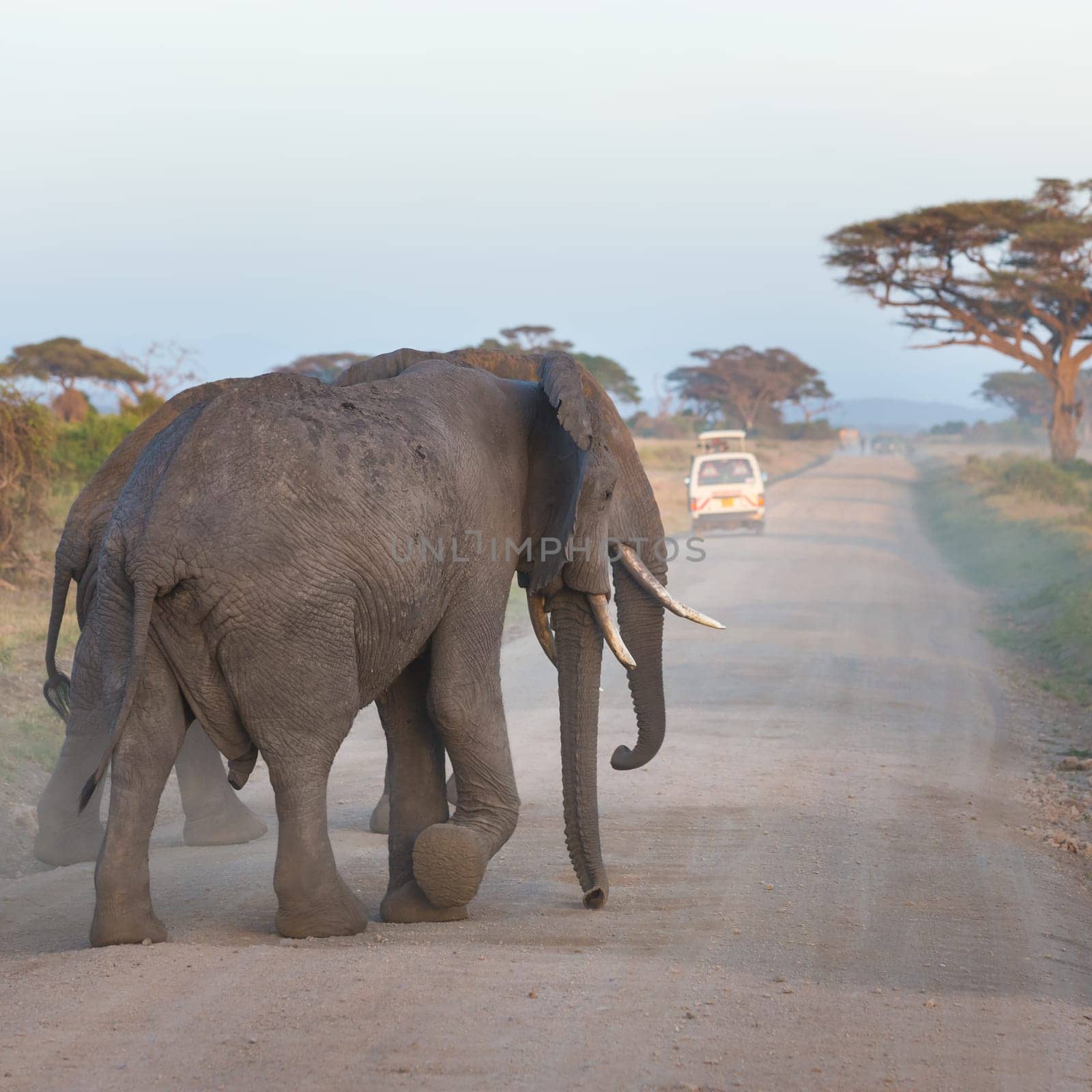 Family of elephants on dirt roadi in Amboseli national park, Kenya.