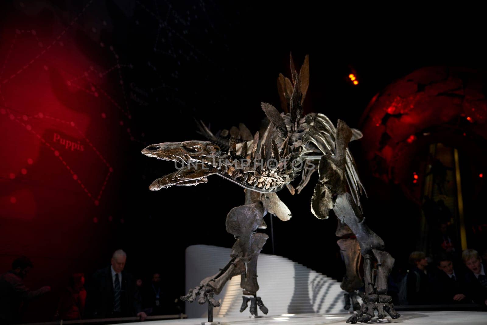 LONDON, UK - DECEMBER 11: Detail of Stegosaurus skeleton at the Natural History Museum. December 11, 2014 in London. The new skeleton went on display at the museum on the 4th December 2014.