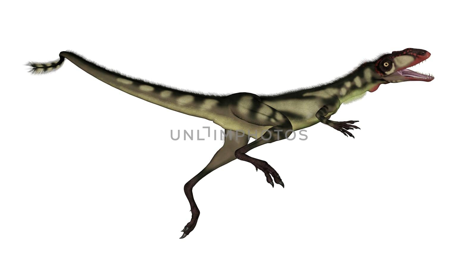 Dilong dinosaur jumping in white background- 3D render