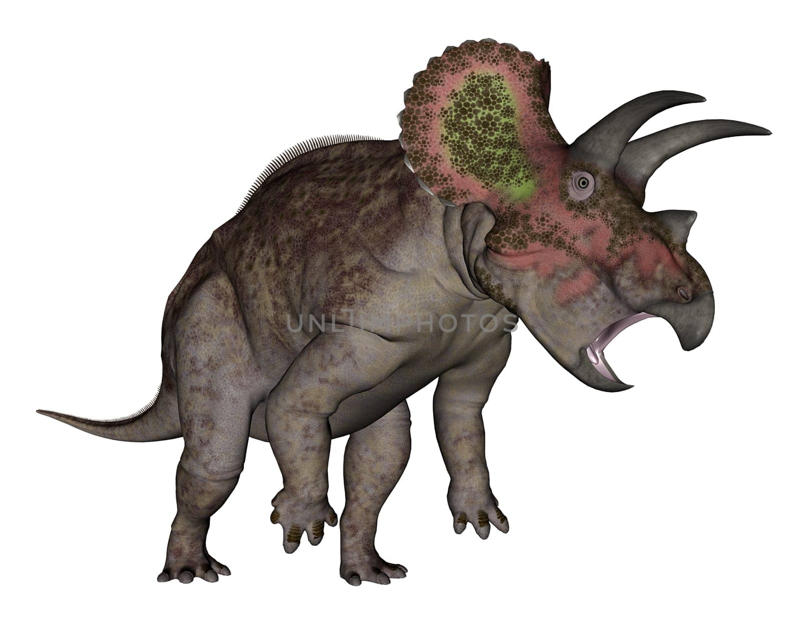 Triceratops dinosaur standing up in white background- 3D render