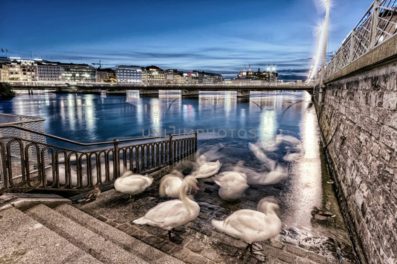 Swans on stairs near Geneva lake and bridge, Switzerland
