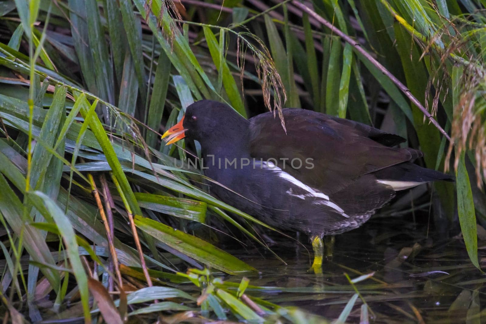 Common moorhen, gallinula chloropus among big leaves in a river
