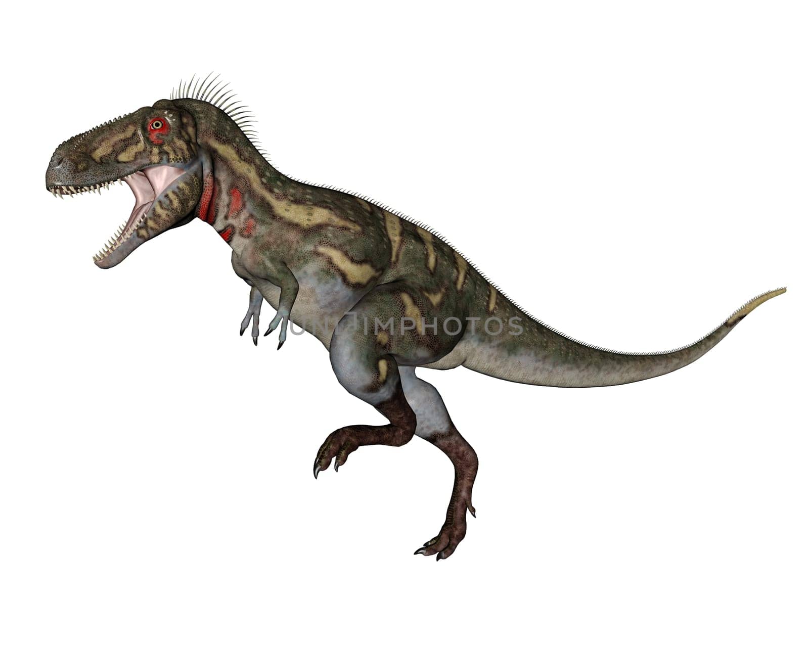 Nanotyrannus dinosaur walking in white background- 3D render