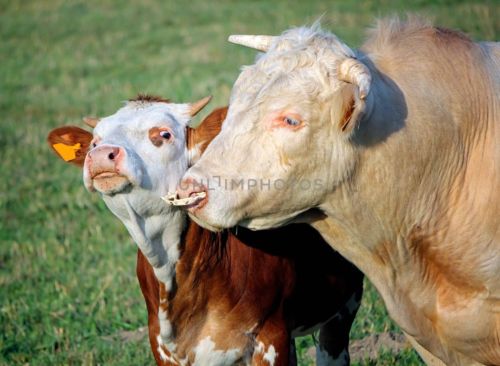 Cow and calf portrait in a meadow