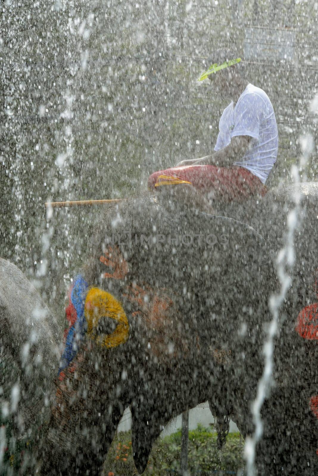 The Thai New Year or Songkran Festival or Water festival in the city of Ayutthaya north of Bangkok in Thailand in Southeastasia.