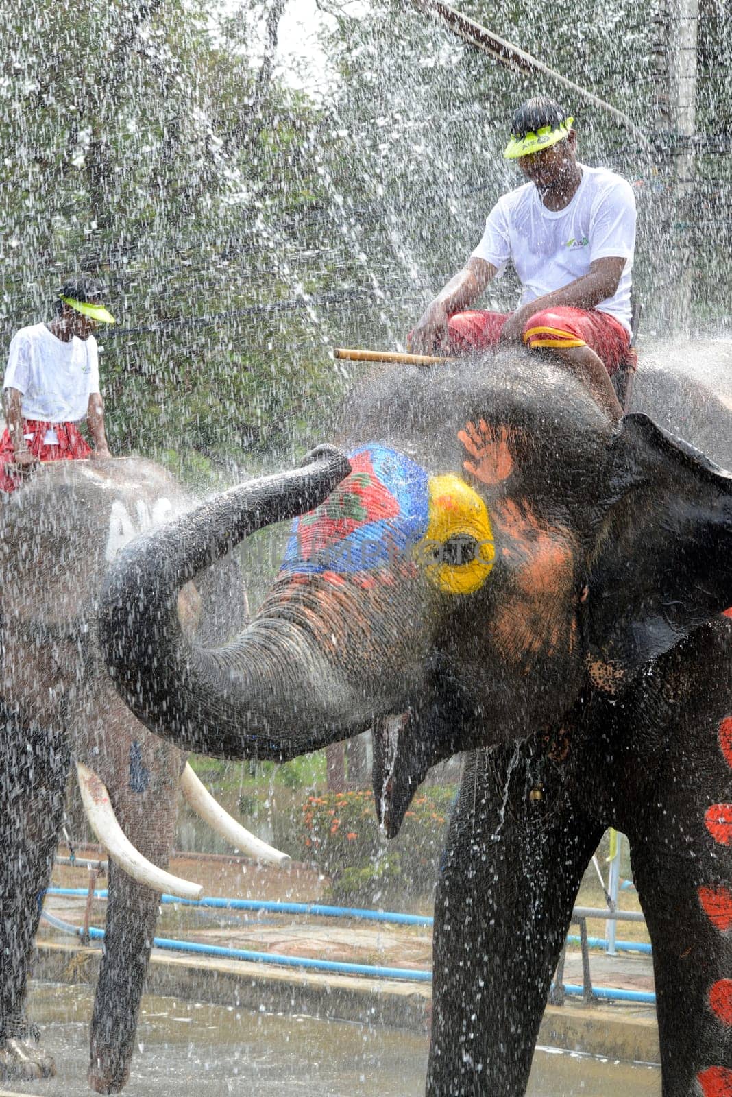 The Thai New Year or Songkran Festival or Water festival in the city of Ayutthaya north of Bangkok in Thailand in Southeastasia.