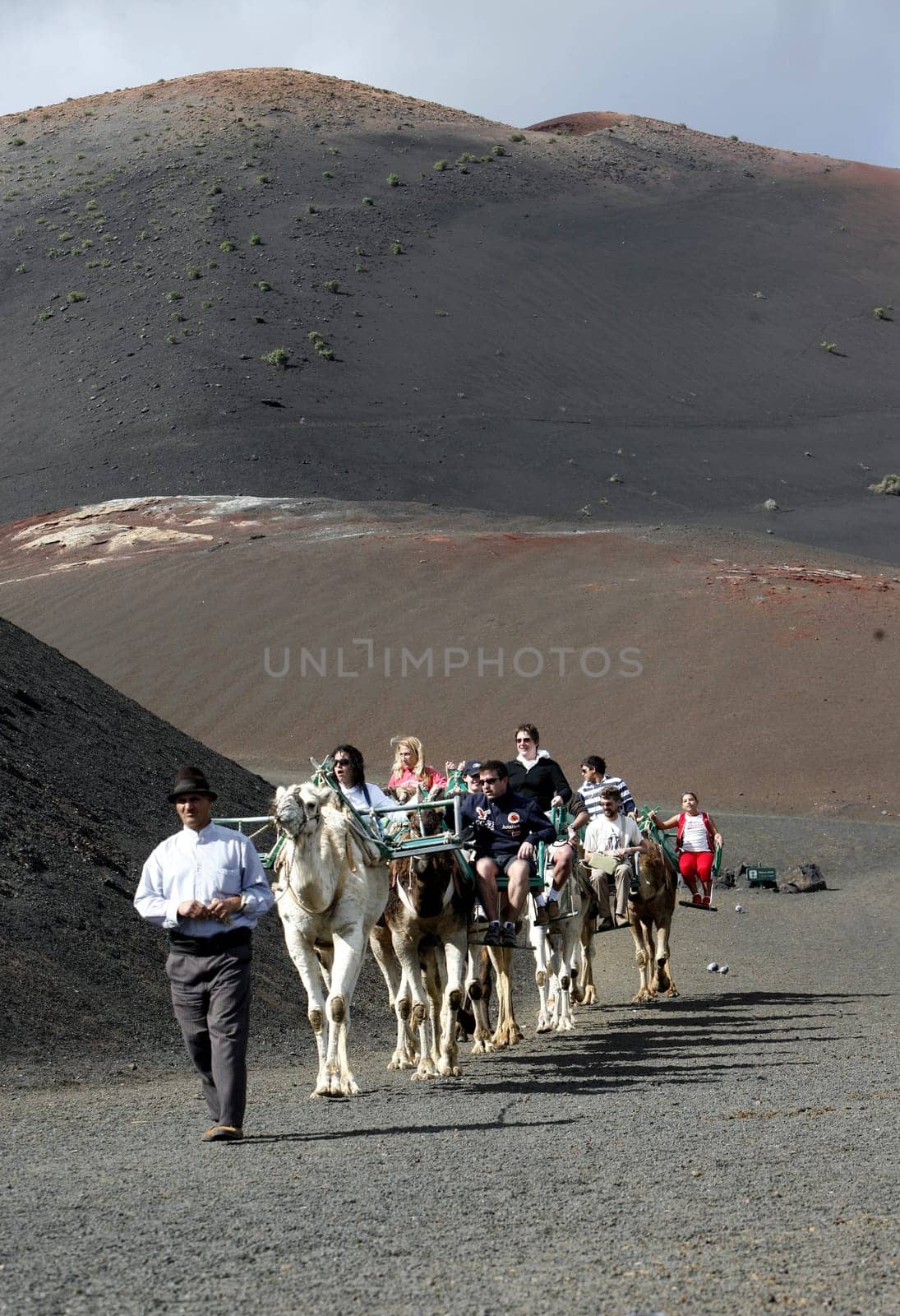 a camel trip in the Vulkan National Park Timanfaya on the Island of Lanzarote on the Canary Islands of Spain in the Atlantic Ocean. on the Island of Lanzarote on the Canary Islands of Spain in the Atlantic Ocean..