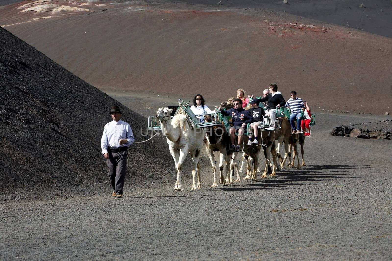 a camel trip in the Vulkan National Park Timanfaya on the Island of Lanzarote on the Canary Islands of Spain in the Atlantic Ocean. on the Island of Lanzarote on the Canary Islands of Spain in the Atlantic Ocean..