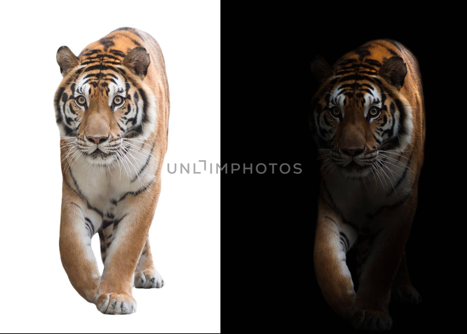 bengal tiger in the dark and bengal tiger on white background