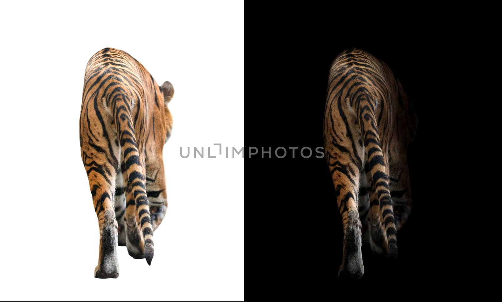 bengal tiger in the dark and bengal tiger on white background