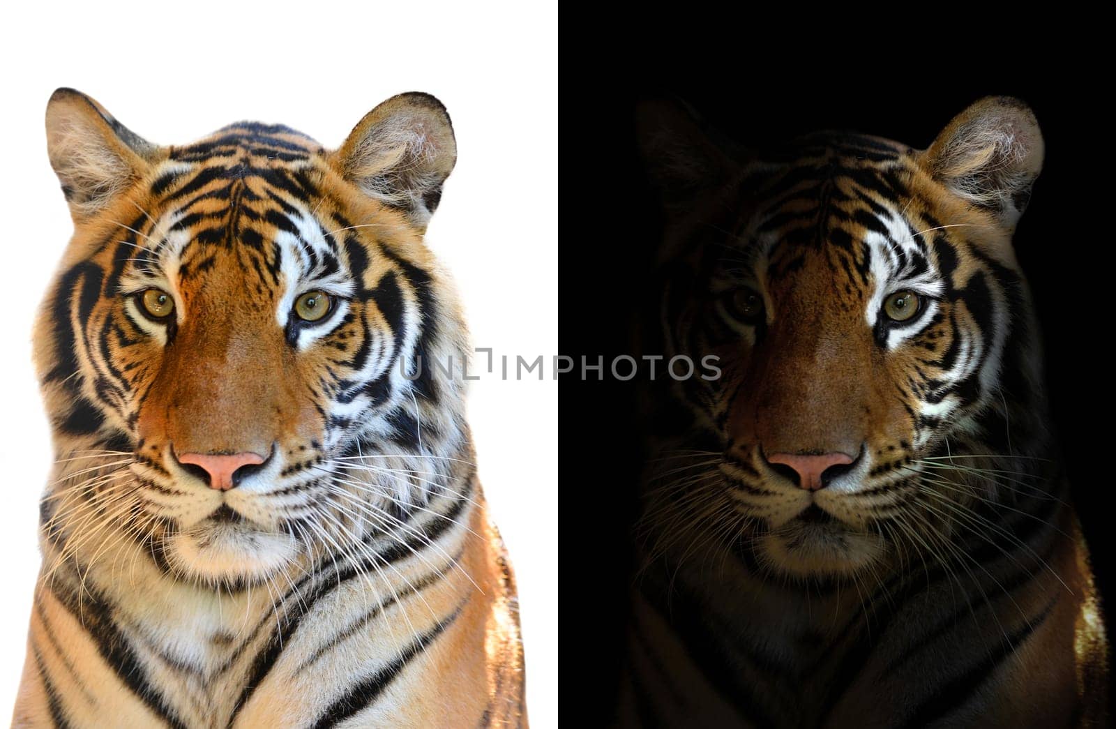 bengal tiger in the dark and bengal tiger on white background