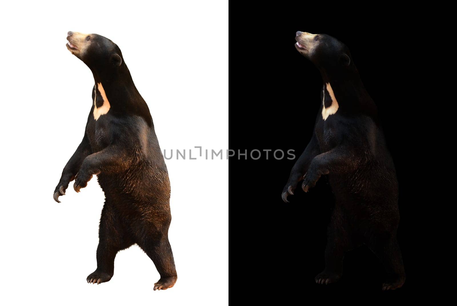 malayan sunbear in dark background and malayan sunbear on white background