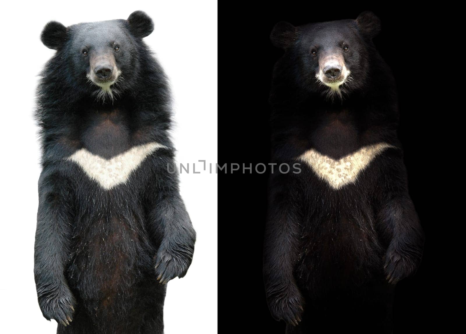 asiatic black bear in dark background and asiatic black bear on white