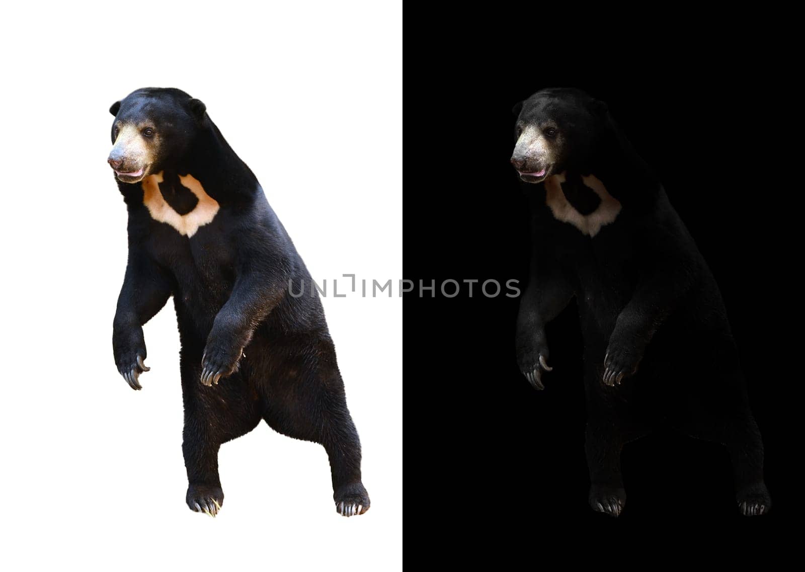 malayan sunbear in dark background and malayan sunbear on white background