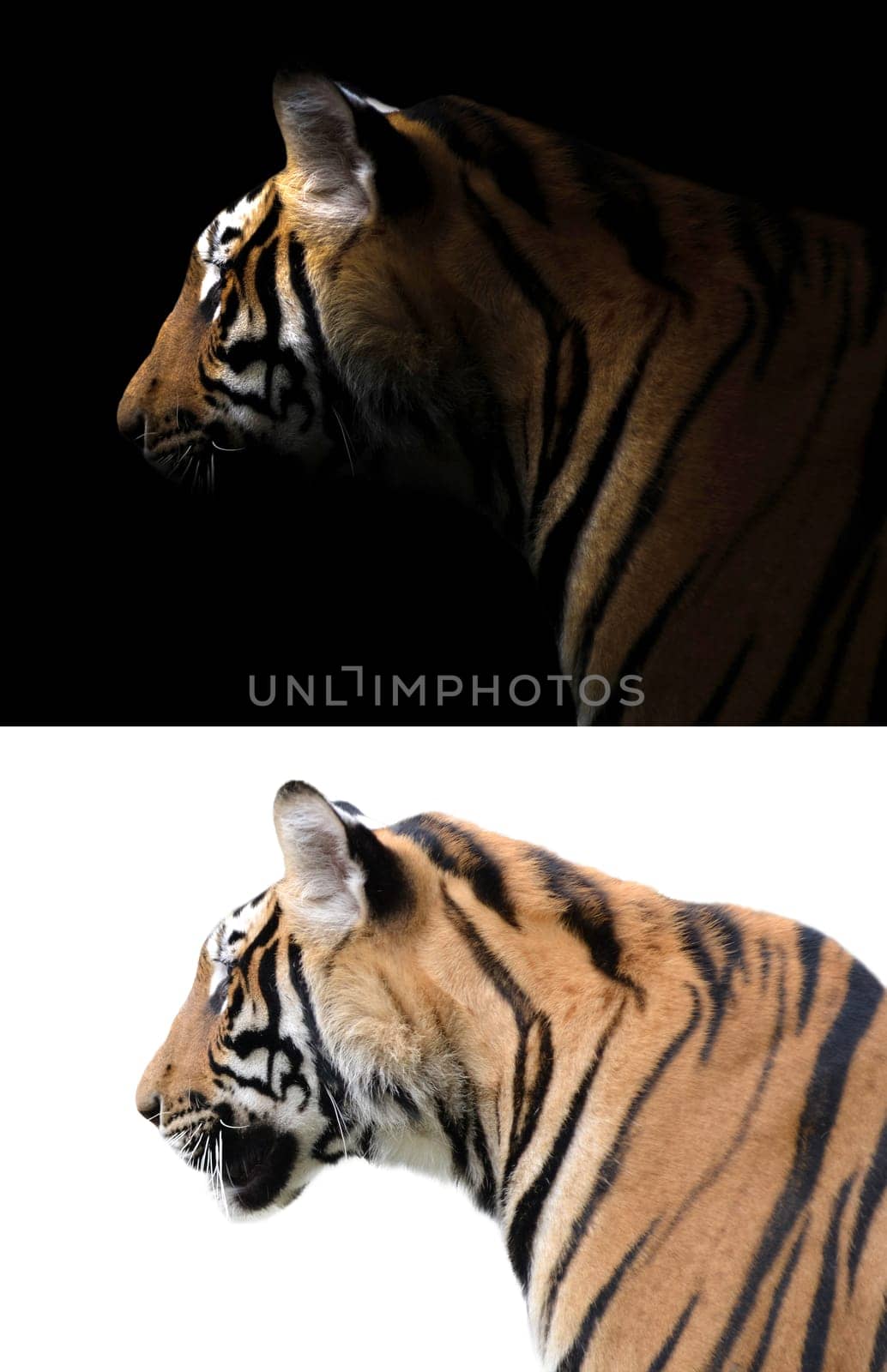 bengal tiger in the dark and bengal tiger on white background