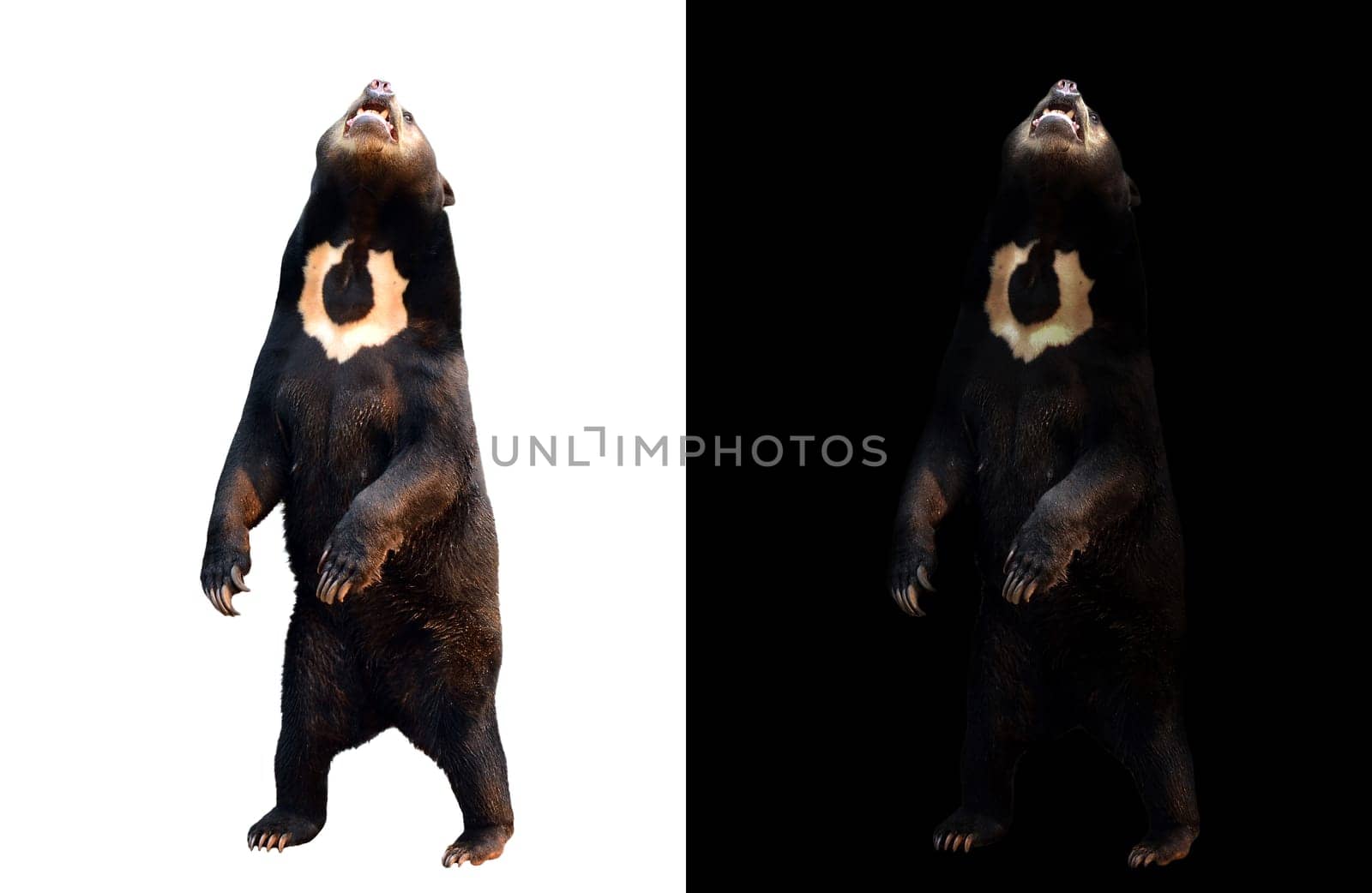 malayan sunbear in dark background and malayan sunbear on white background