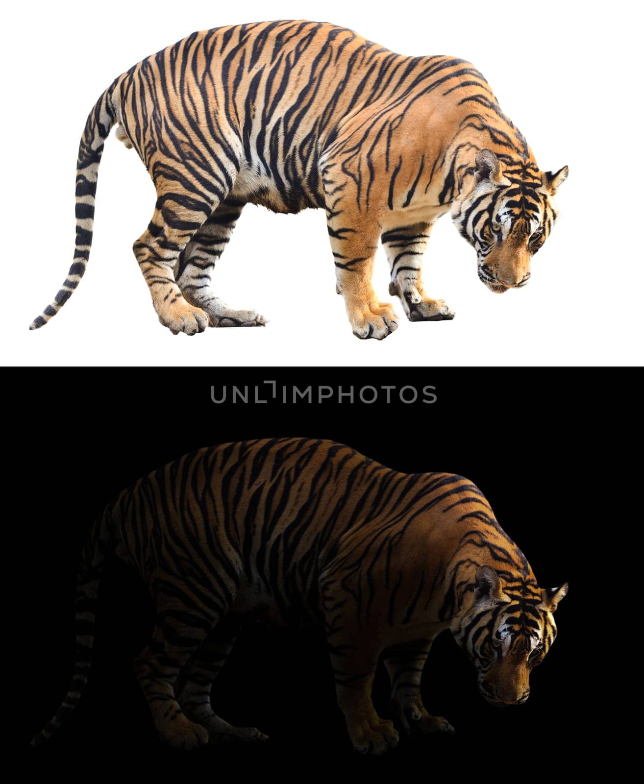 bengal tiger in the dark and bengal tiger on white background