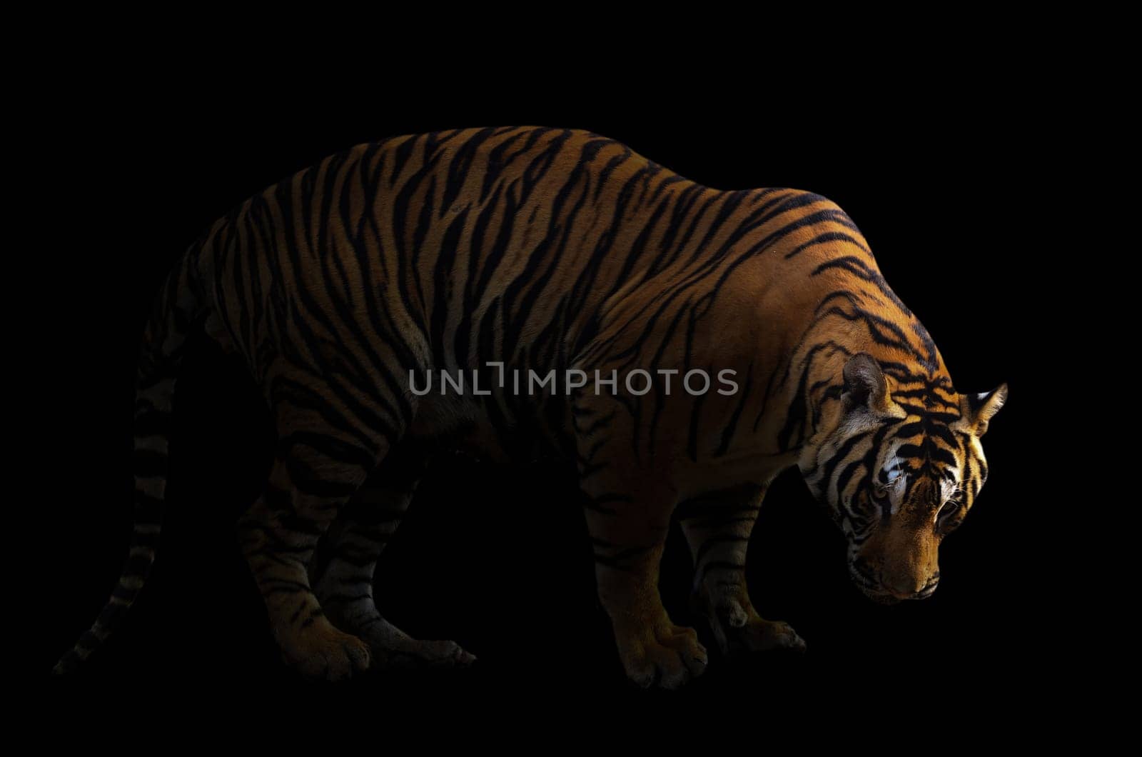 bengal tiger in dark background with spotlight