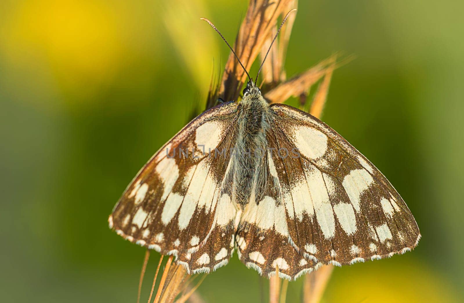 Checkerboard butterfly inner wings