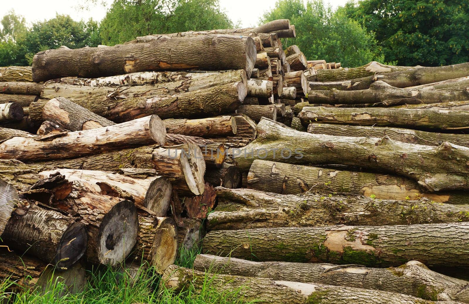Tree pile in a forest