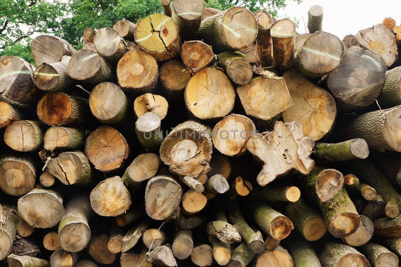 Tree pile in a forest
