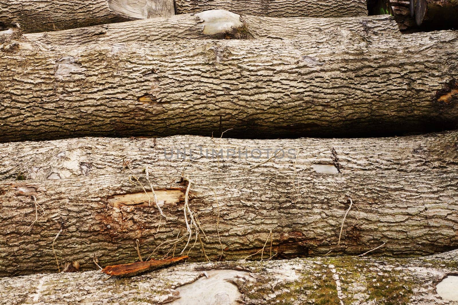 Tree pile in a forest