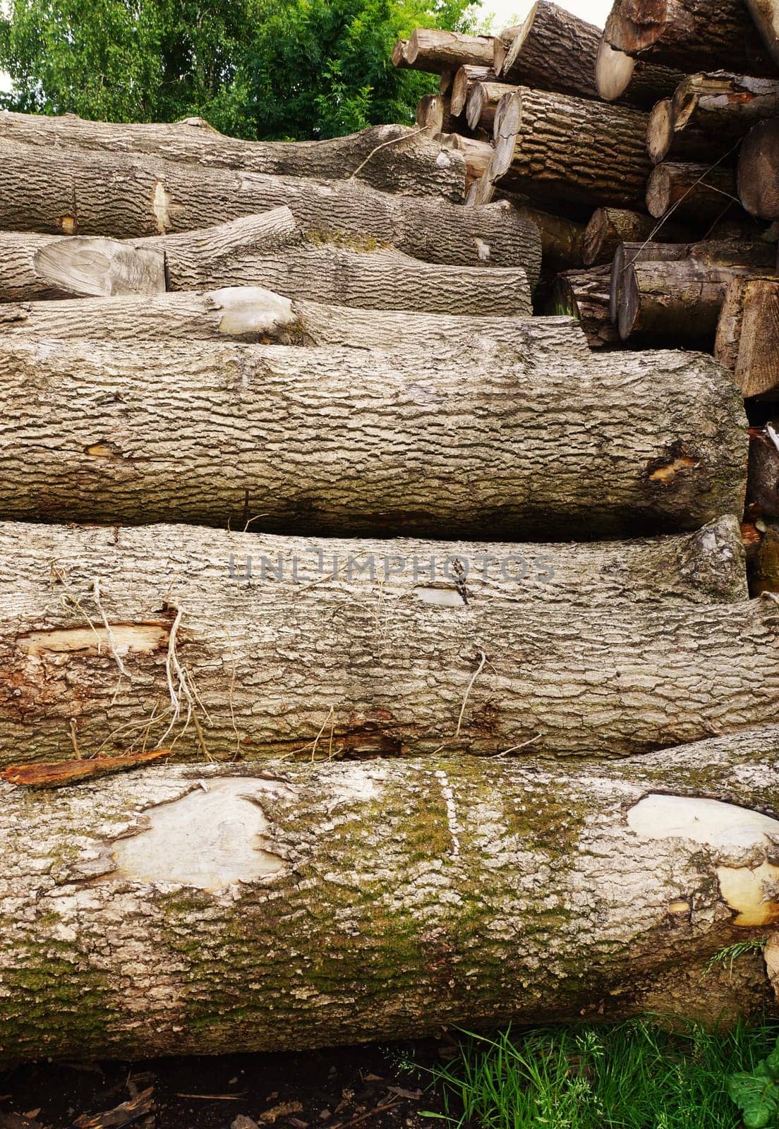 Tree pile in a forest