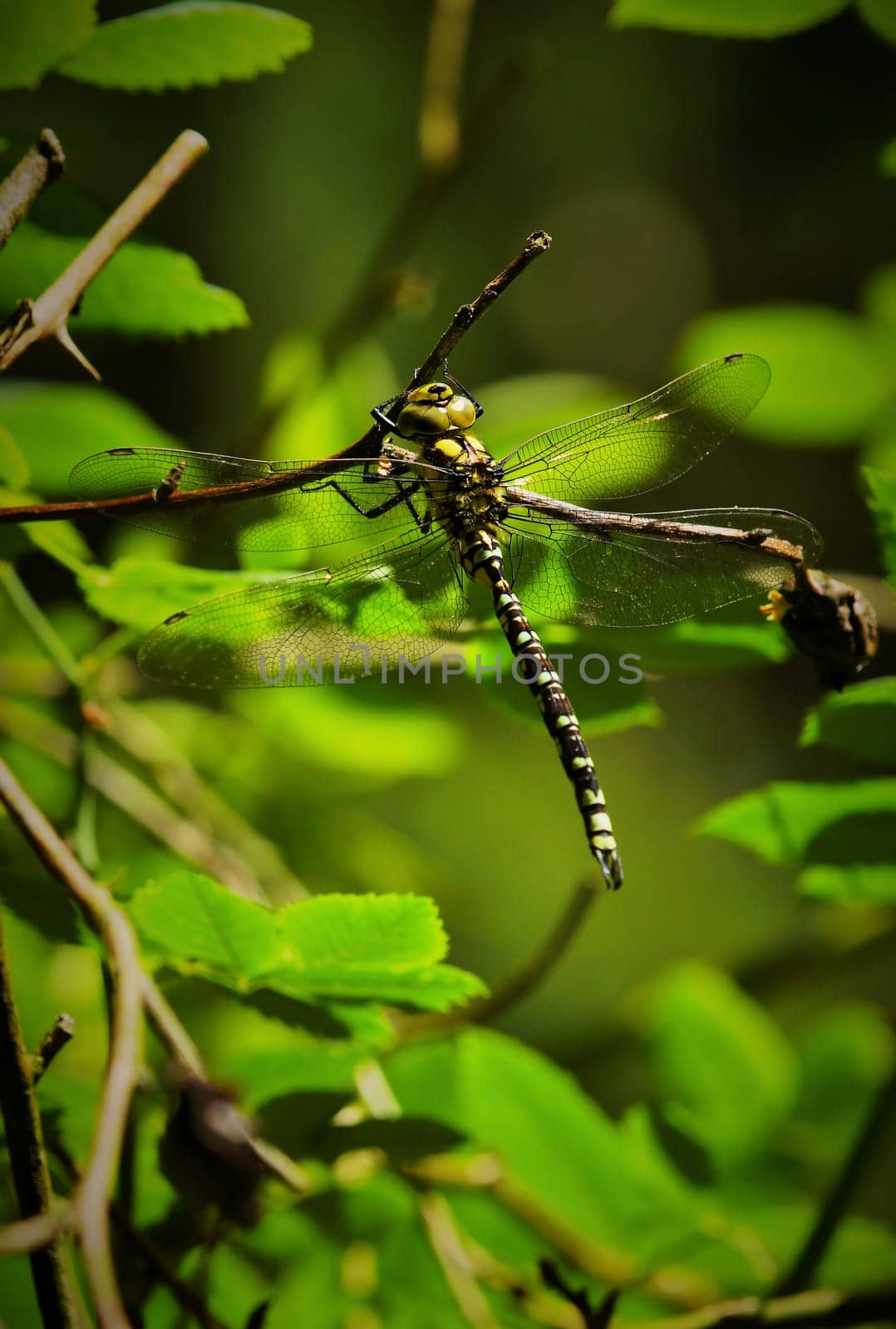 Koenigslibelle Anax imperator in a climbing rose