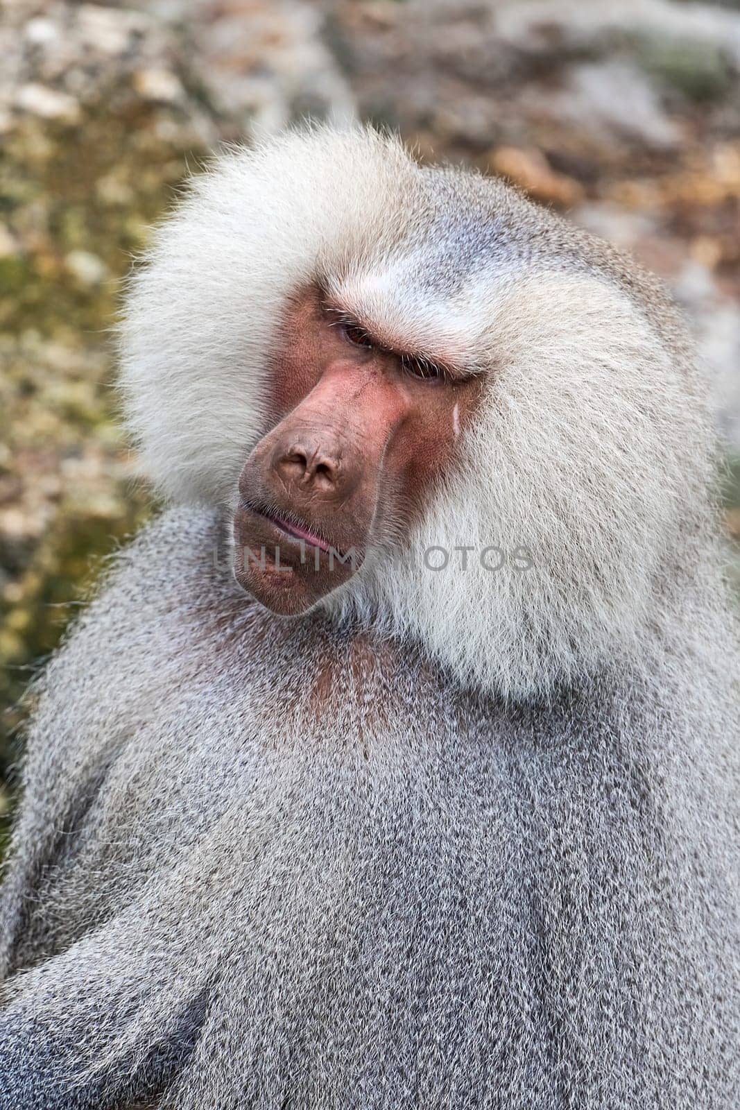 Mantle baboon (Papio hamadryas),captive
