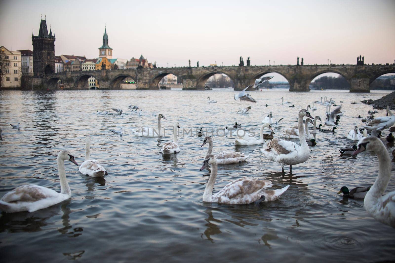 swans on vltava river in prague,czech republic. charles bridge on the background