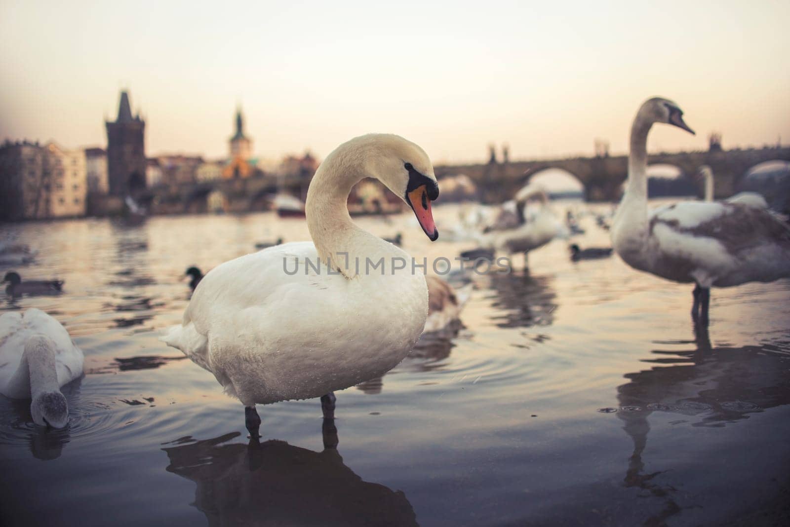 swans on vltava river in prague,czech republic. charles bridge on the background,vintage effect