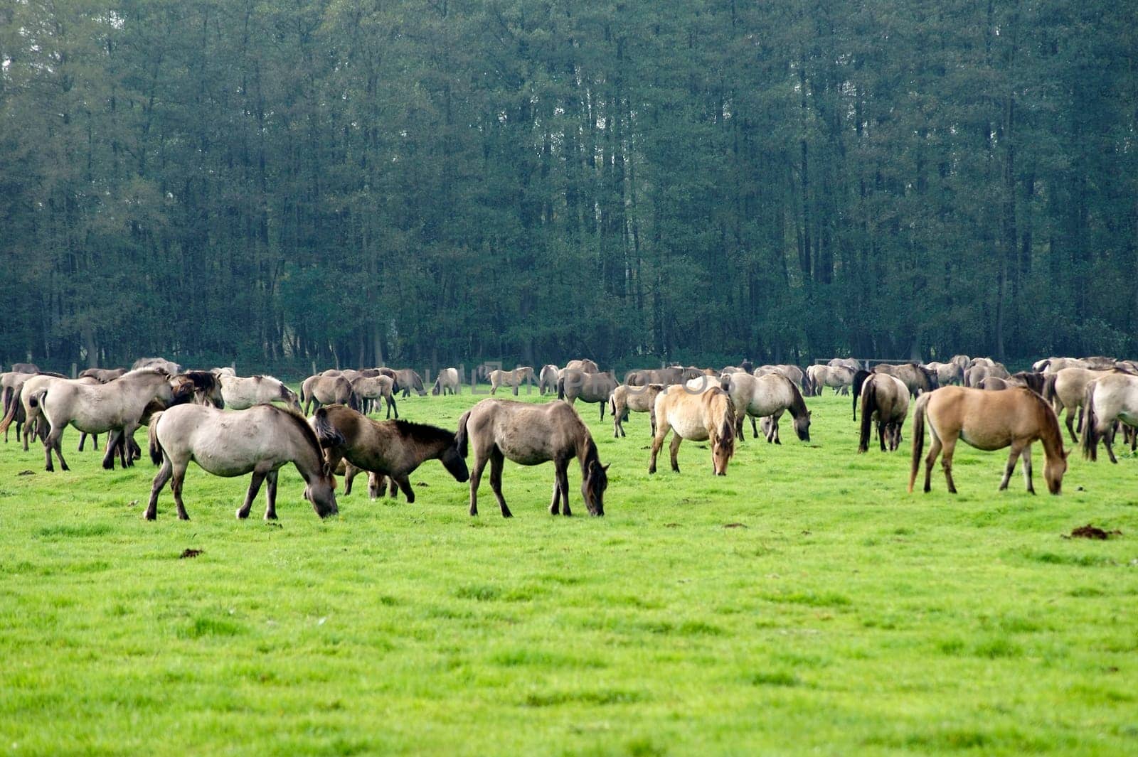 A herd of Duelmen horses grazes on the meadow of a paddock.