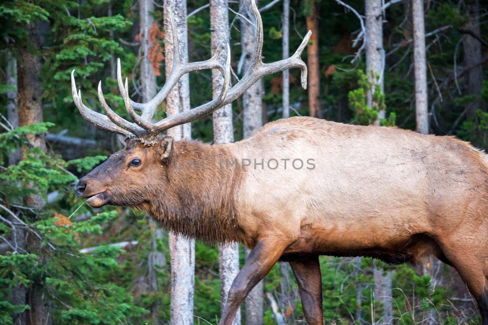 Bull Elk walking through a lush green forest in Yellowstone National Park