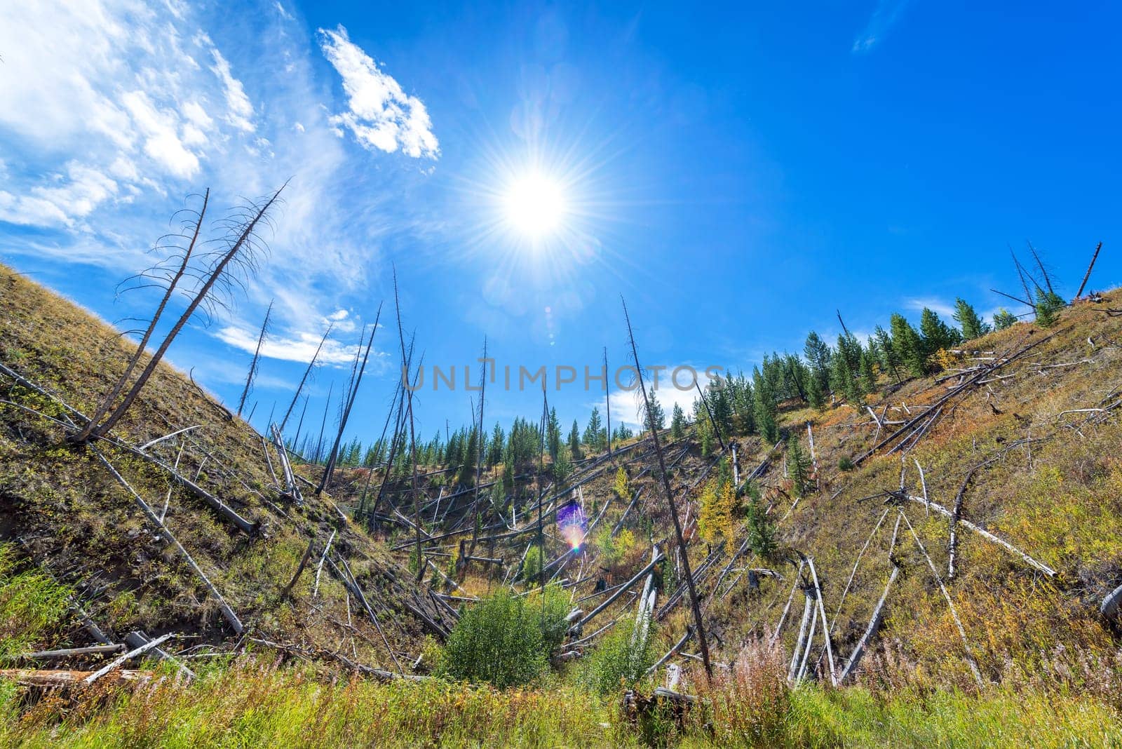 Landscape view of Yellowstone National Park looking directly into the sun