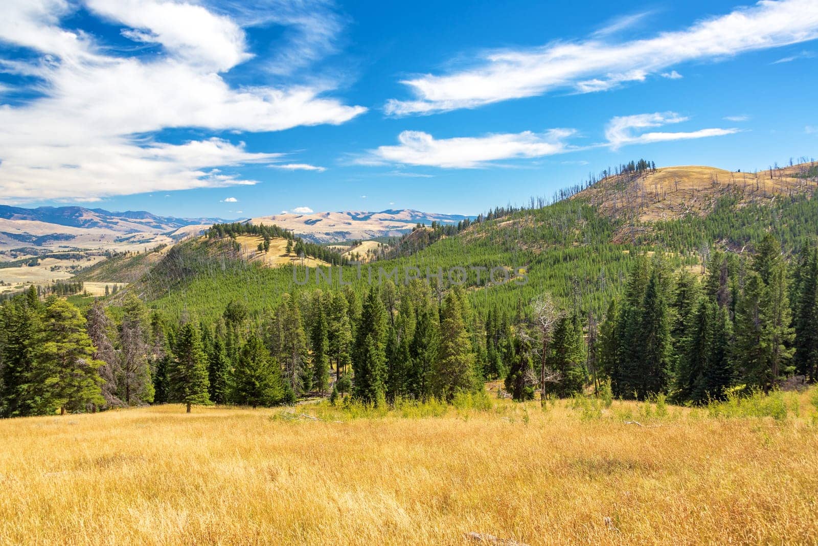 Rolling hills and forest landscape in Yellowstone National Park