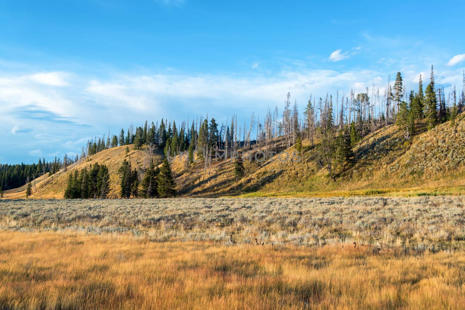 Landscape with Canada Geese in Pelican Valley in Yellowstone National Park