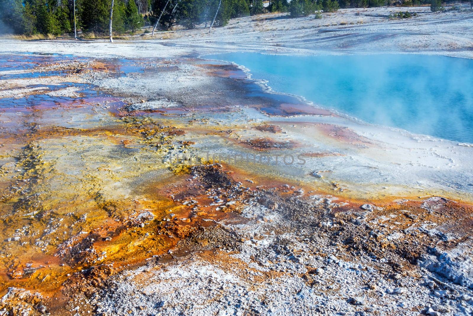 Bacteria mat next to Black Pool in West Thumb Geyser Basin in Yellowstone National Park