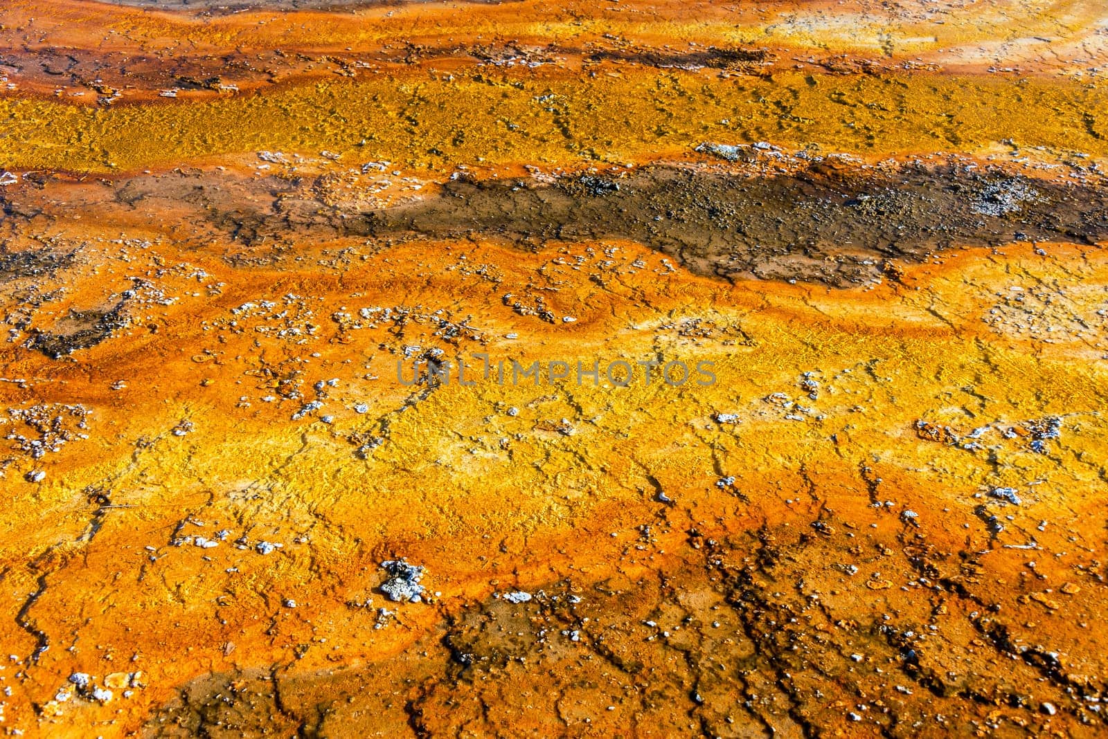 Colorful orange and yellow bacteria mat in West Thumb Geyser Basin in Yellowstone National Park